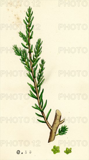 Suaeda fruticosa; Shrubby Sea-blite