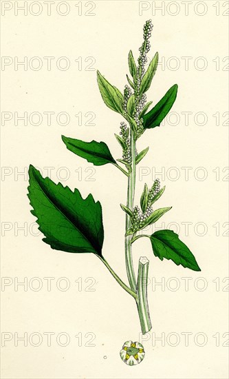 Chenopodium album, var. candicans; White Goosefoot