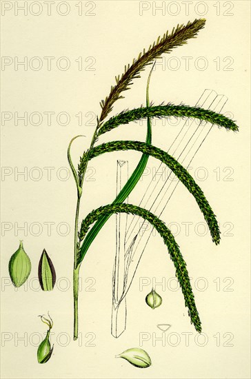 Carex pendula; Great Pendulous Sedge