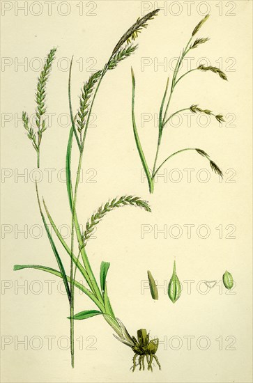 Carex sylvatica; Pendulous Wood Sedge