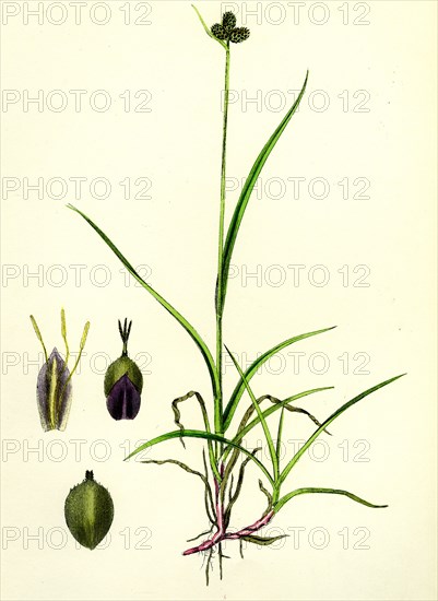 Carex Vahlii; Close-headed Alpine Sedge