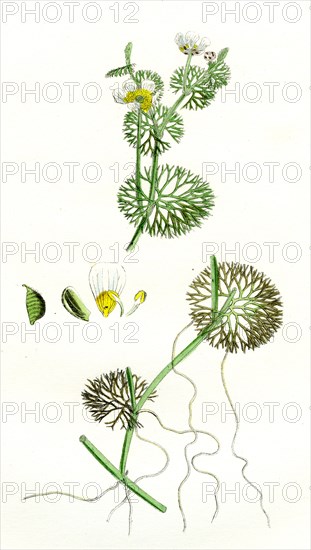 Ranunculus circinatus; Rigid-leaved Water-crowfoot