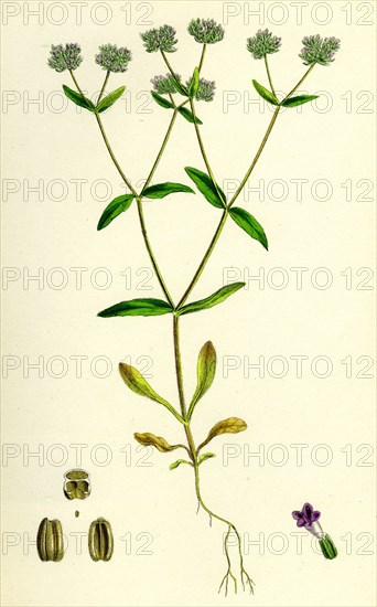 Valerianella carinata; Carinated Lamb's-Lettuce