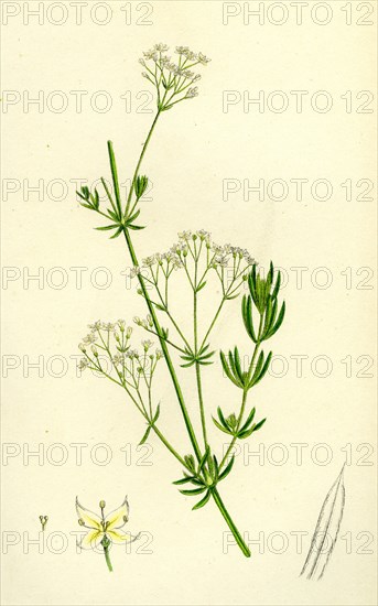 Galium diffusum; Diffuse Bedstraw