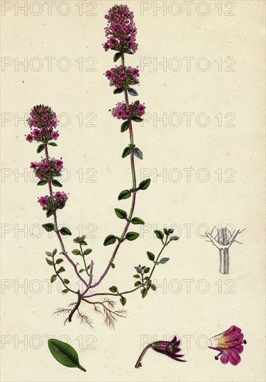 Thymus Chamaedrys; Larger Wild Thyme