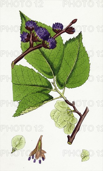 Ulmus montana; Broad-leaved Elm