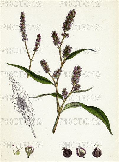 Polygonum lapathifolium, var. nodosum; Glandular Persicaria, var. B.