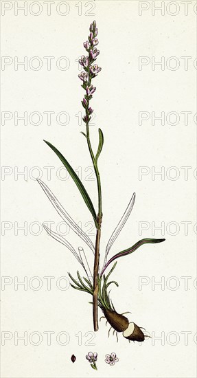 Polygonum viviparum; Viviparous Bistort