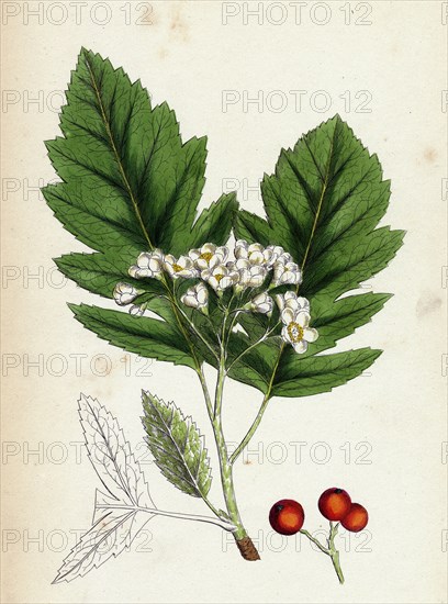 Pyrus fennica; Bastard Mountain-ash