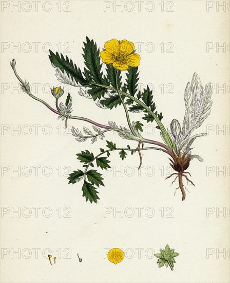 Potentilla anserina; Silver-weed