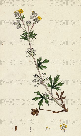 Potentilla argentea; Hoary Cinquefoil
