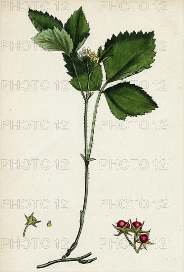Rubus saxatilis; Stone Bramble
