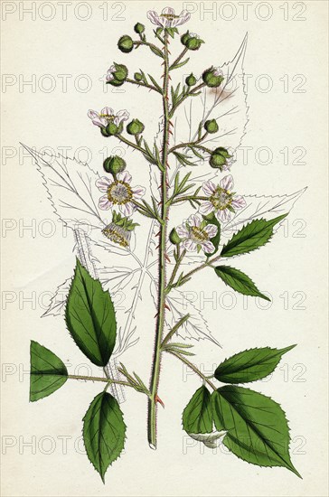 Rubus Radula; File-stemmed Bramble