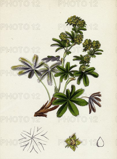 Alchemilla conjuncta; Silvery Lady's-Mantle