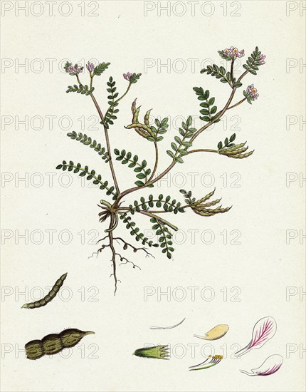 Ornithopus perpusillus; Least Bird's-Foot