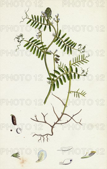 Vicia hirsuta; Hairy Tare