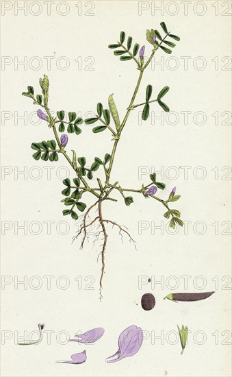Vicia lathyroides; Spring Vetch