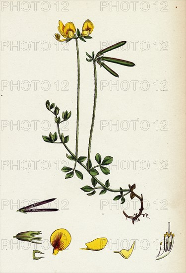 Lotus eu-corniculatus; Common Bird's-foot Trefoil