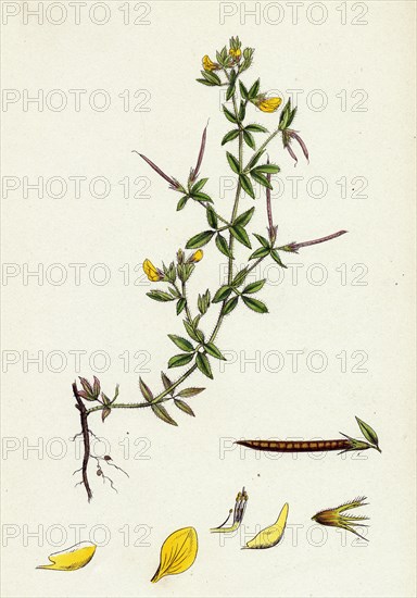 Lotus diffusus; Long-podded Small Bird's-foot Trefoil