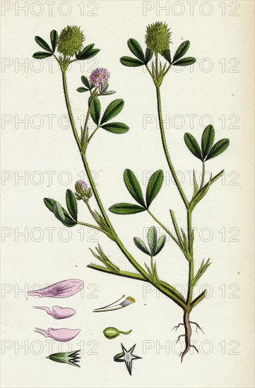 Trifolium maritimum; Teasel-headed Trefoil
