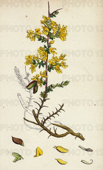 Genista Anglica; Needle Furze