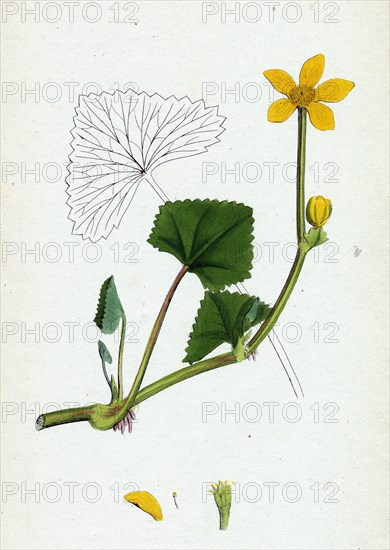 Caltha radicans; Creeping Marsh-Marygold