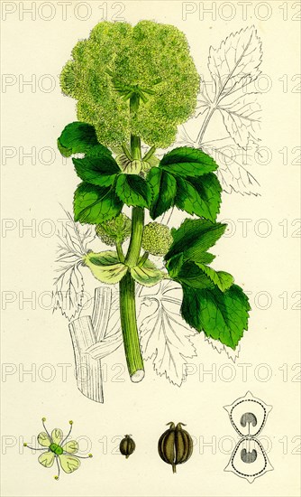 Smyrnium Olusatrum; Common Alexanders