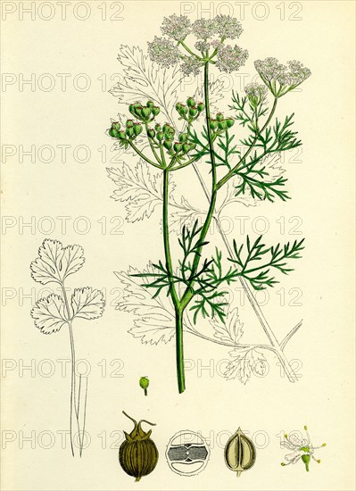 Coriandrum sativum; Common Coriander