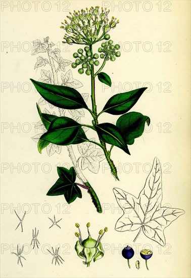 Hedera Helix; Common Ivy