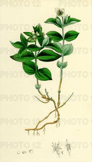 Cornus Succica; Dwarf Cornel