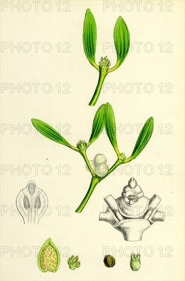 Viscum album; Common Mistletoe