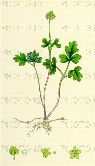 Adoxa Moschatellina; Tuberous Moschatel