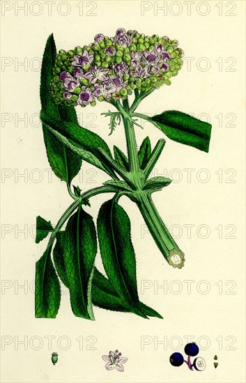 Sambucus Ebulus; Danewort