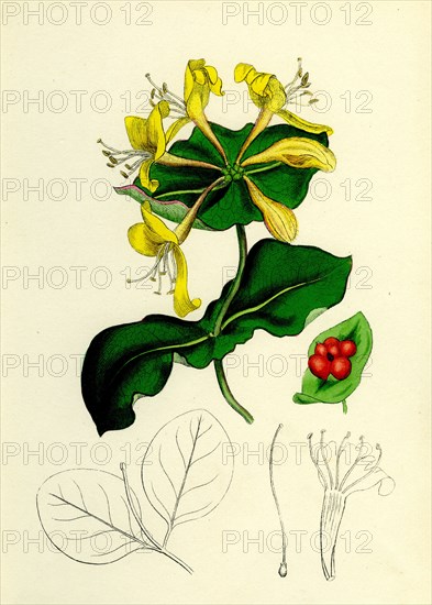 Lonicera Caprifolium; Perfoliate Woodbine