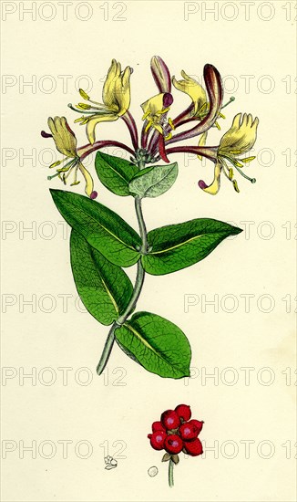 Lonicera Periclymenum; Common Woodbine