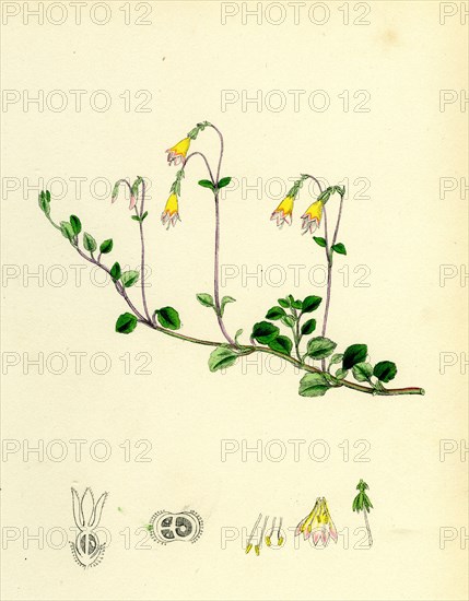 Linnaea borealis; Two-flowered Linnaea