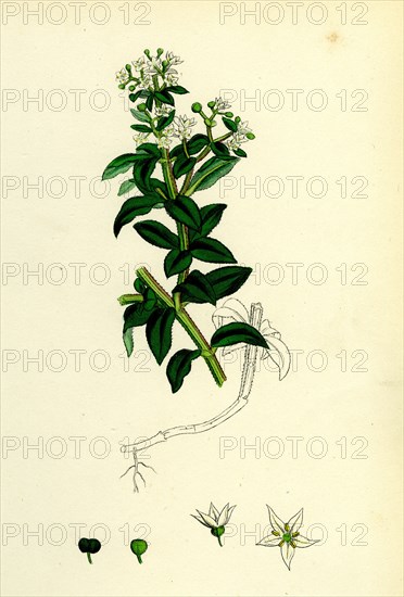 Rubia peregrina; Wild Madder