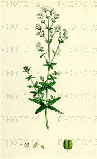 Galium boreale; Cross-leaved Bedstraw