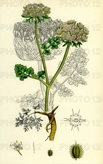 Daucus Carota, var. gummifer; Sea Carrot