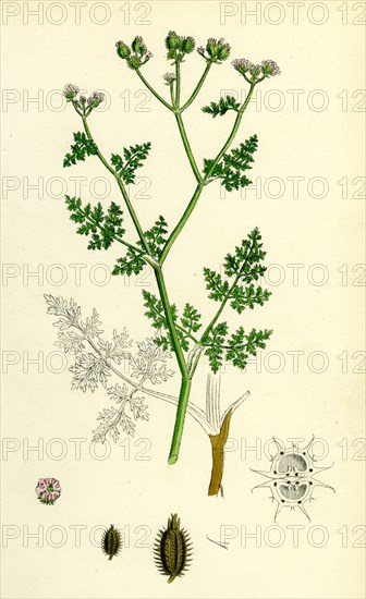 Caucalis daucoides; Small Bur-Parsley