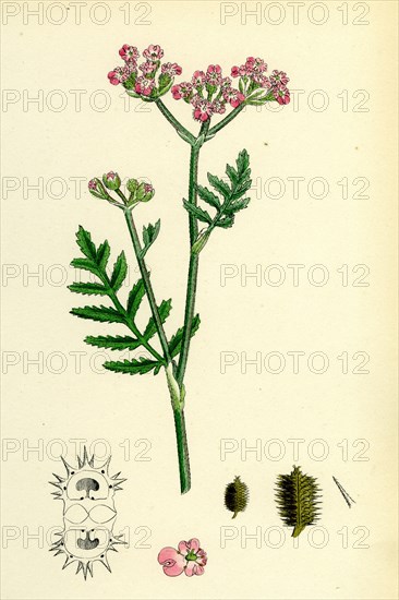 Caucalis latifolia; Great Bur-Parsley
