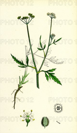 Caucalis infesta; Field Hedge-Parsley