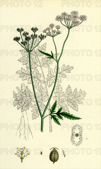 Caucalis Anthriscus; Upright Hedge-Parsley