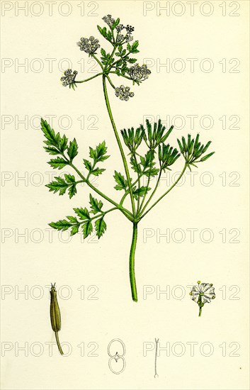 Chaerophyllum Cerefolium; Garden Chervil