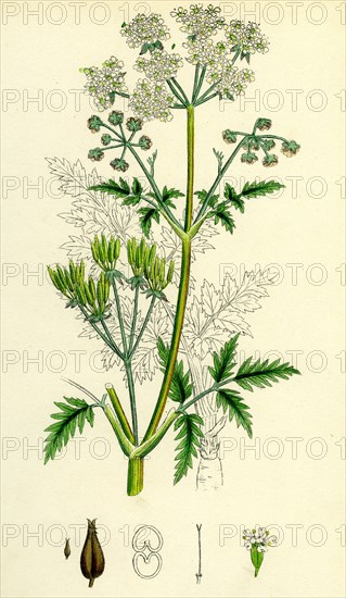 Chaerophyllum sylvestre; Wild Chervil