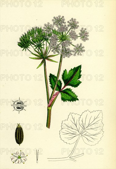 Ligusticum Scoticum; Sea Lovage