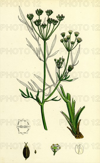 Silaus pratensis; Meadow Sulphurwort