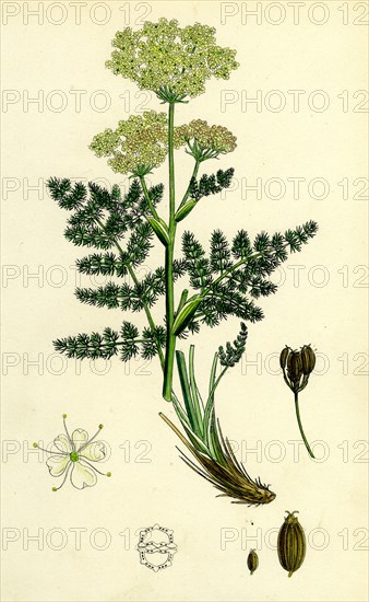 Meum Athamanticum; Bald-Money