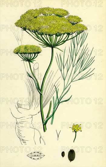 Peucedanum officinale; Sea Hog's-Fennel