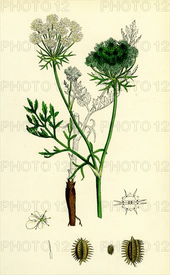 Daucus Carota; Wild Carrot